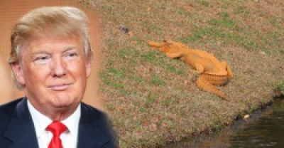 В США засняли «Трампигатора» — оранжевого аллигатора